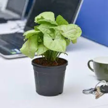 Organic Syngonium 